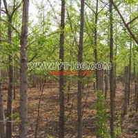 銀杏實(shí)生樹(shù)