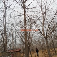 實(shí)生銀杏樹