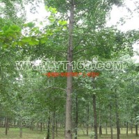 銀杏實(shí)生樹