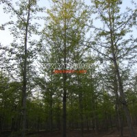 銀杏實(shí)生樹(shù)