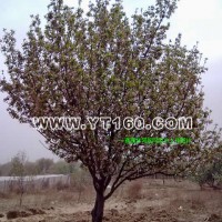 高桿八棱海棠樹