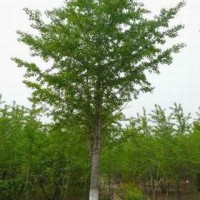 實(shí)生銀杏樹(shù)