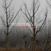 銀杏實(shí)生樹(shù)