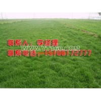 冷季型早熟禾草坪