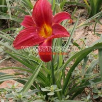 紅寶石萱草