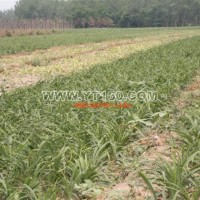 供應(yīng)紅寶石萱草