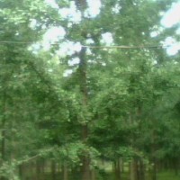 銀杏實(shí)生樹