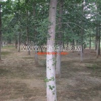 實(shí)生銀杏樹(shù)