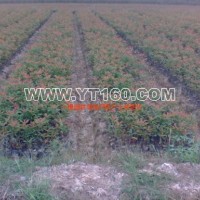 紅葉石楠容器苗