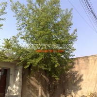 銀杏實(shí)生樹(shù)