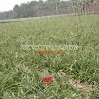 紅寶石萱草基地