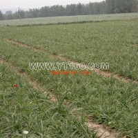 紅寶石萱草基地直銷