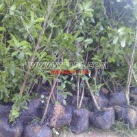 四季桂花樹(shù)