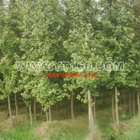 實(shí)生銀杏樹(shù)