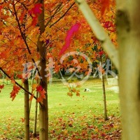 美國(guó)改良紅楓