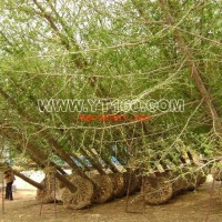 銀杏實(shí)生樹(shù)