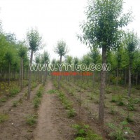 二次定桿速生柳