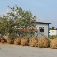 實(shí)生銀杏樹