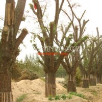 銀杏嫁接樹(shù)