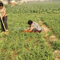 萱草（紅寶石）