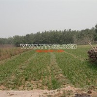 基地直銷紅寶石萱草