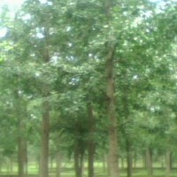 銀杏實(shí)生樹