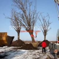 移栽銀杏樹(shù)