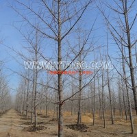 銀杏實(shí)生樹