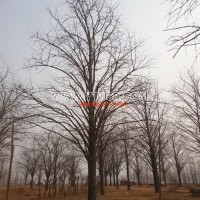 銀杏實(shí)生樹