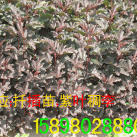 紫葉風(fēng)箱果