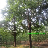 實(shí)生銀杏樹(shù)