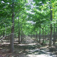 實(shí)生銀杏樹(shù)