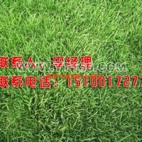 早熟禾冷季型草坪