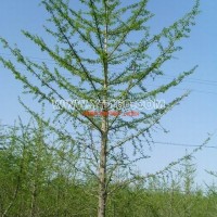 銀杏實(shí)生樹(shù)