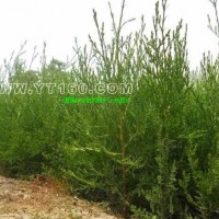 側(cè)柏容器苗