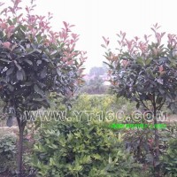 紅葉石楠樹(shù)