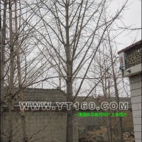 銀杏實(shí)生樹