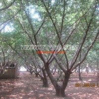 嫁接銀杏樹(shù)