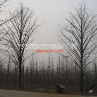 銀杏實(shí)生樹(shù)