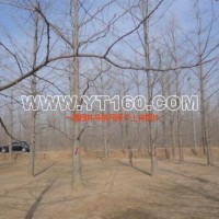 銀杏實(shí)生樹