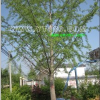 實(shí)生銀杏樹(shù)