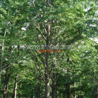 實(shí)生銀杏樹(shù)