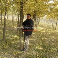 實(shí)生銀杏樹