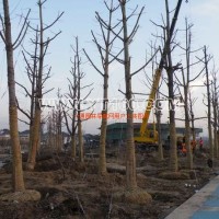 銀杏實(shí)生樹