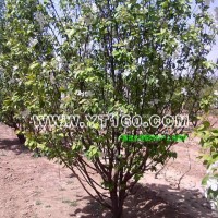 低桿八棱海棠樹