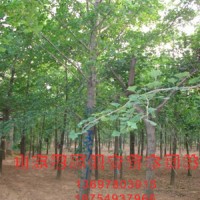 實(shí)生銀杏樹(shù)