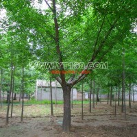 銀杏嫁接樹(shù)