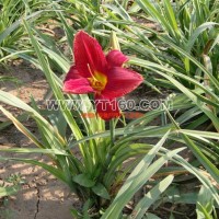 萱草（紅寶石萱草）