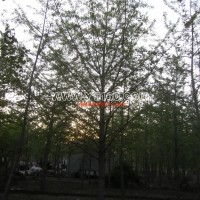 銀杏實(shí)生樹(shù)