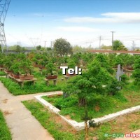 對(duì)節(jié)白蠟